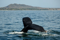 First Choice PVR Whale Watching by ErinBurroughPhotography / ATV zipline - by Tropical Adv. Photography