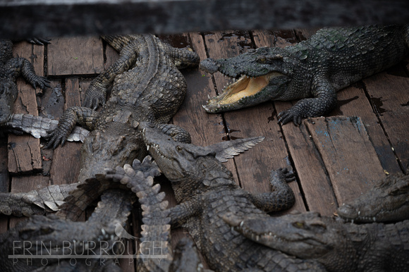 ErinBurroughPhotography-1744