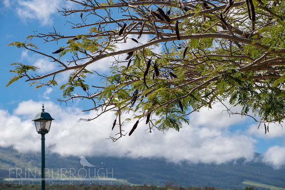 23-VRZB-MAUI-15-Scenic-EB-9300 (1)